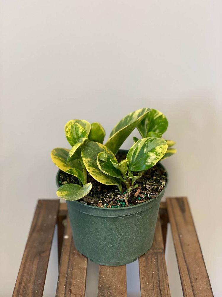 peperomia-obtusifolia-marble-baby-rubber-plant