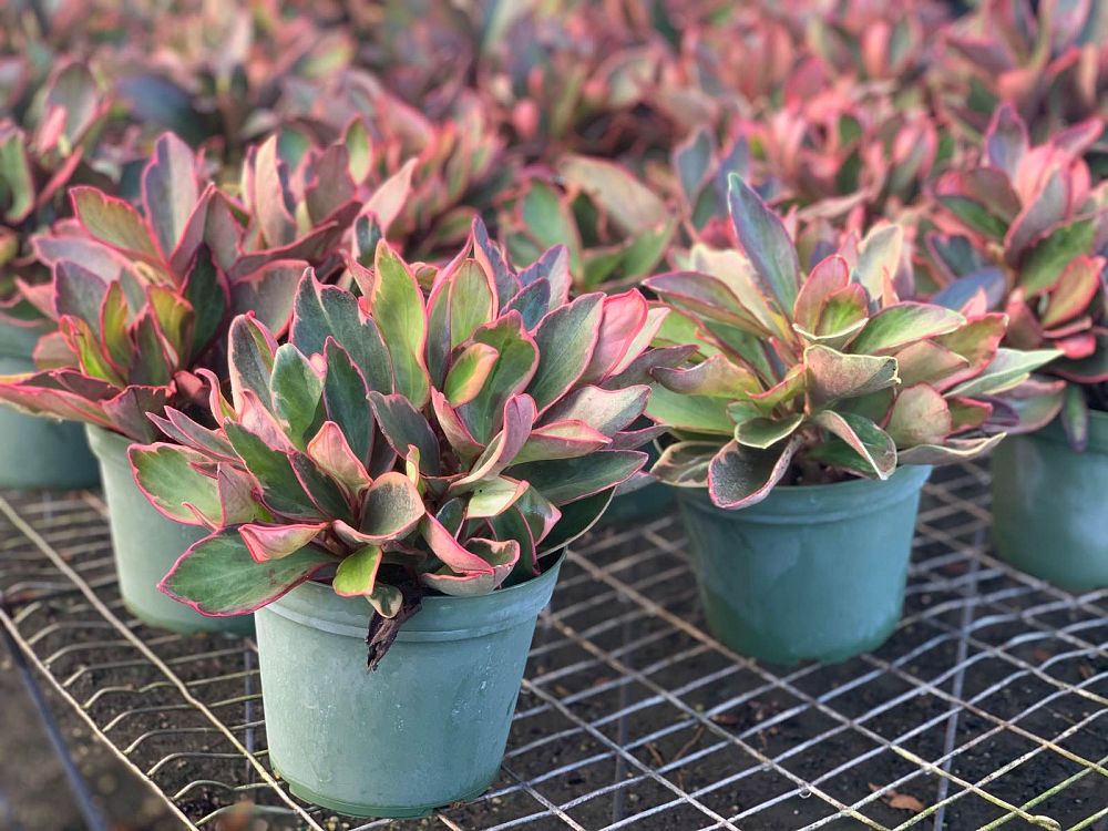 peperomia-obtusifolia-tricolor-baby-rubber-plant