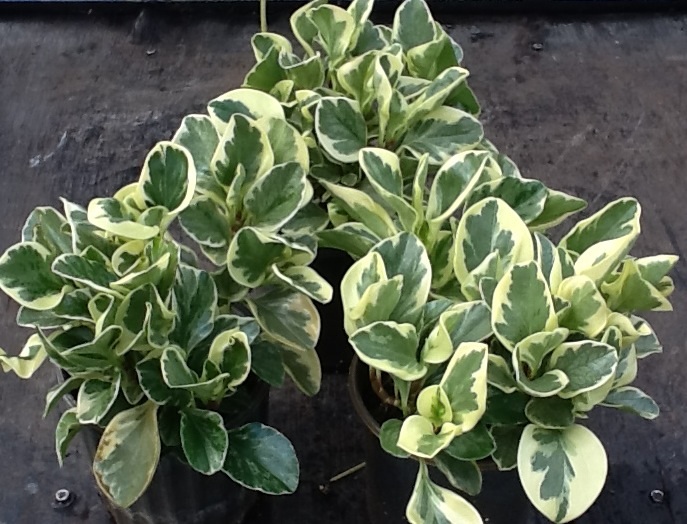 peperomia-obtusifolia-variegata-variegated-peperomia-baby-rubber-plant