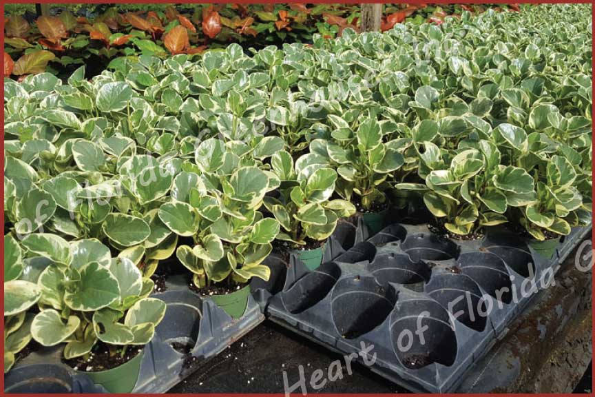 peperomia-obtusifolia-variegata-variegated-peperomia-baby-rubber-plant