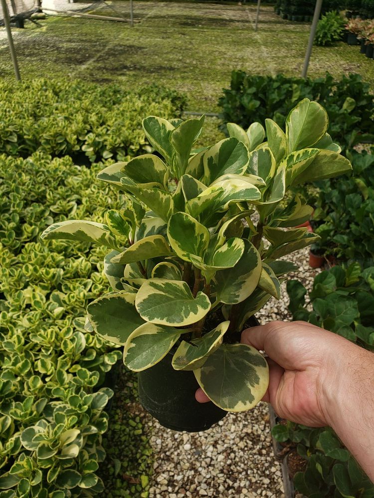 peperomia-obtusifolia-variegata-variegated-peperomia-baby-rubber-plant