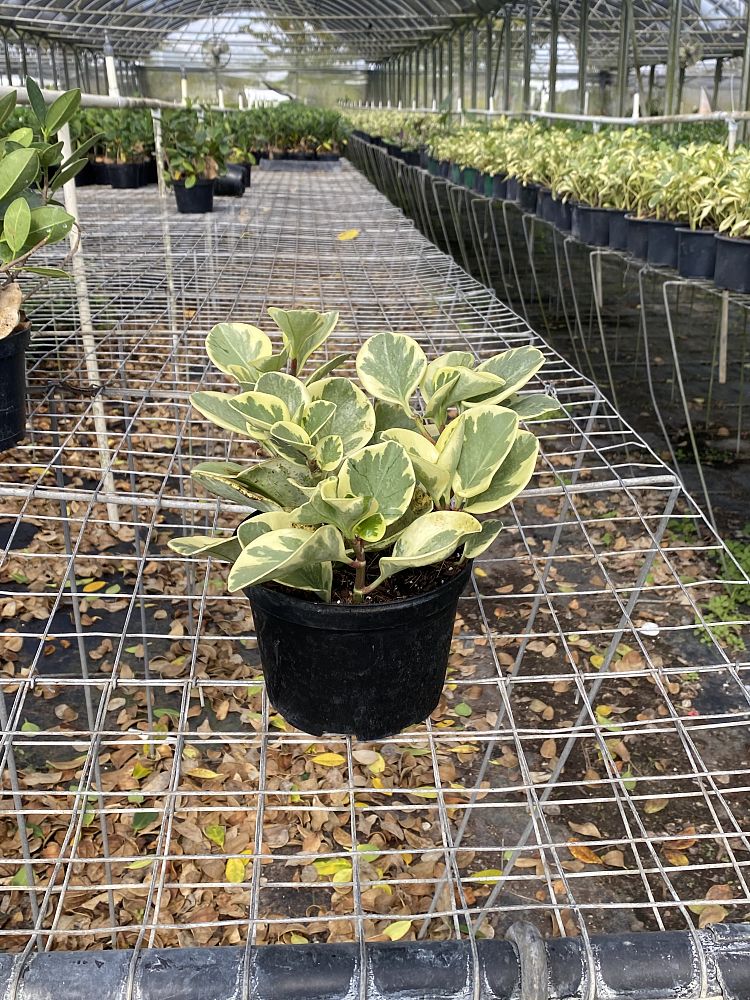 peperomia-obtusifolia-variegata-variegated-peperomia-baby-rubber-plant