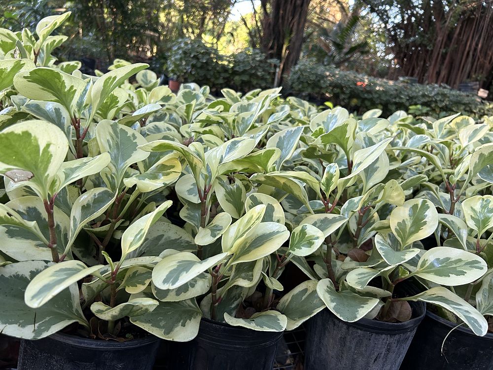 peperomia-obtusifolia-variegata-variegated-peperomia-baby-rubber-plant