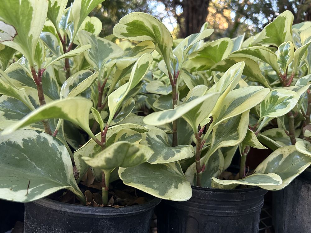 peperomia-obtusifolia-variegata-variegated-peperomia-baby-rubber-plant