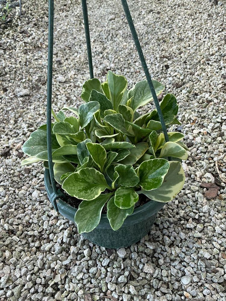 peperomia-obtusifolia-variegata-variegated-peperomia-baby-rubber-plant