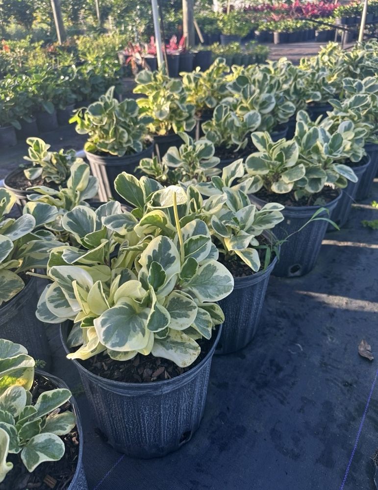 peperomia-obtusifolia-variegata-variegated-peperomia-baby-rubber-plant