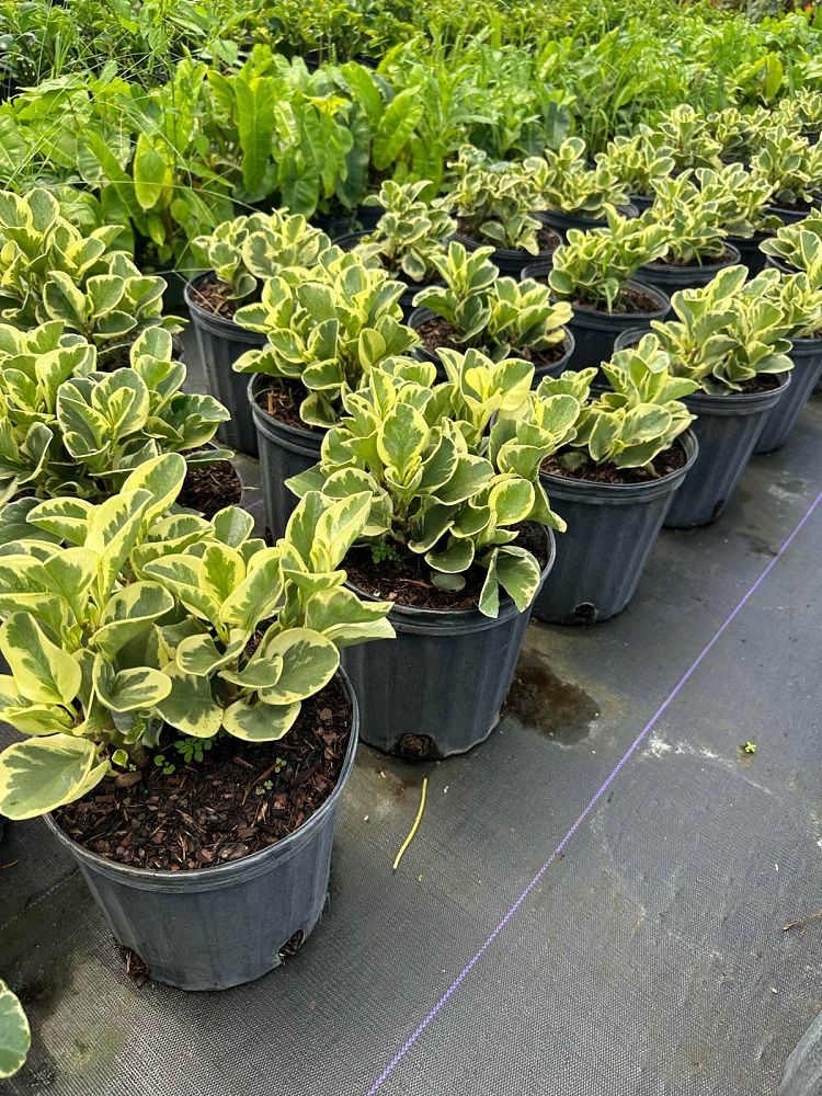 peperomia-obtusifolia-variegata-variegated-peperomia-baby-rubber-plant