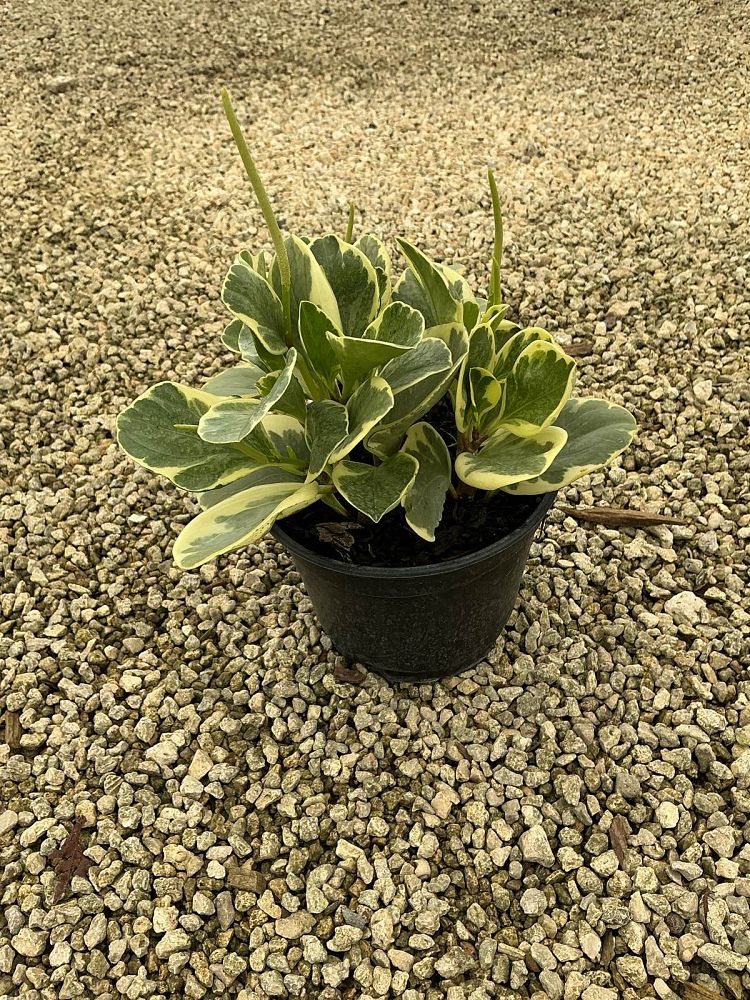 peperomia-obtusifolia-variegata-variegated-peperomia-baby-rubber-plant