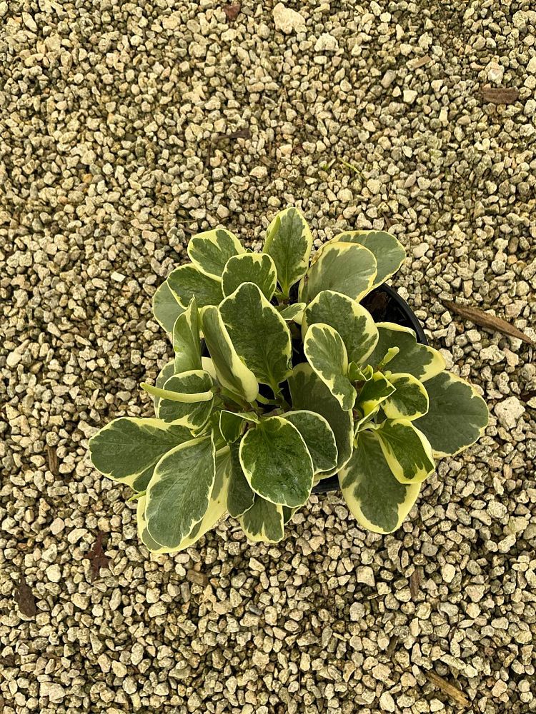 peperomia-obtusifolia-variegata-variegated-peperomia-baby-rubber-plant