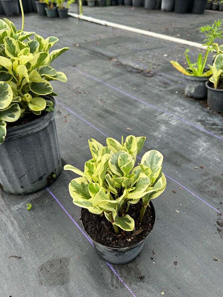 peperomia-obtusifolia-variegata-variegated-peperomia-baby-rubber-plant