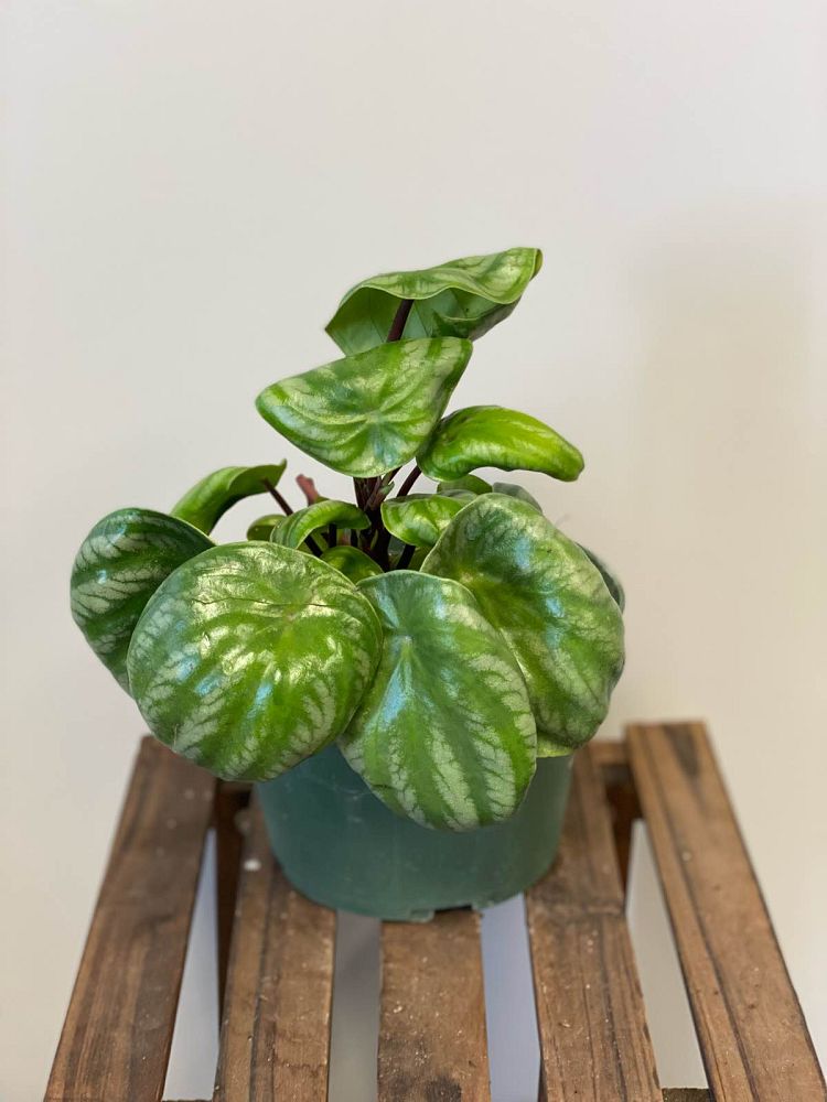 peperomia-obtusifolia-watermelon-baby-rubber-plant