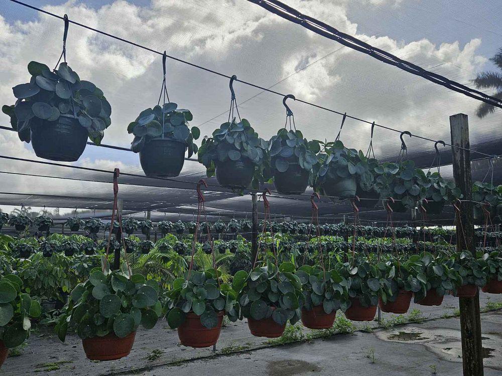 peperomia-obtusifolia-watermelon-baby-rubber-plant