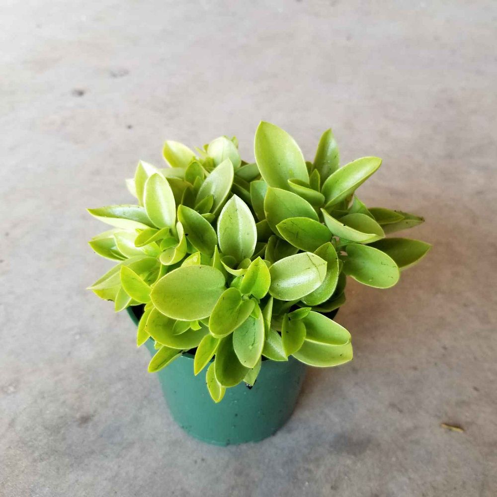 peperomia-orba-teardrop-peperomia