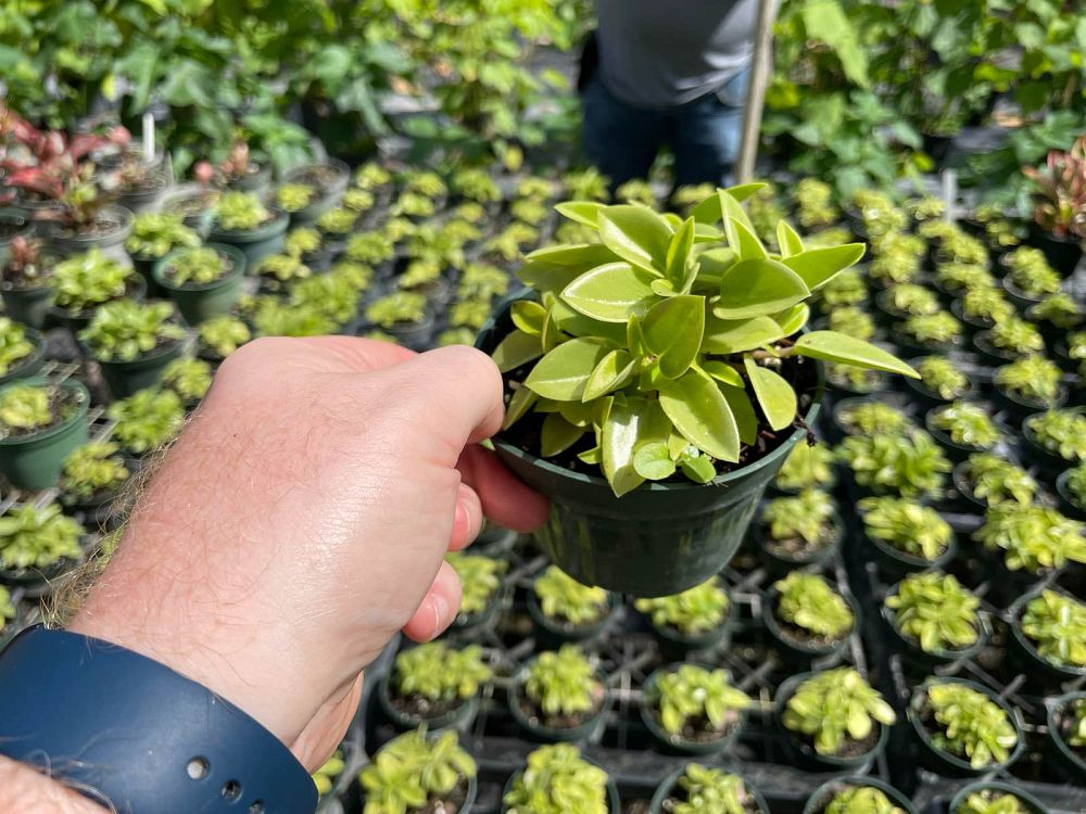 peperomia-orba-teardrop-peperomia