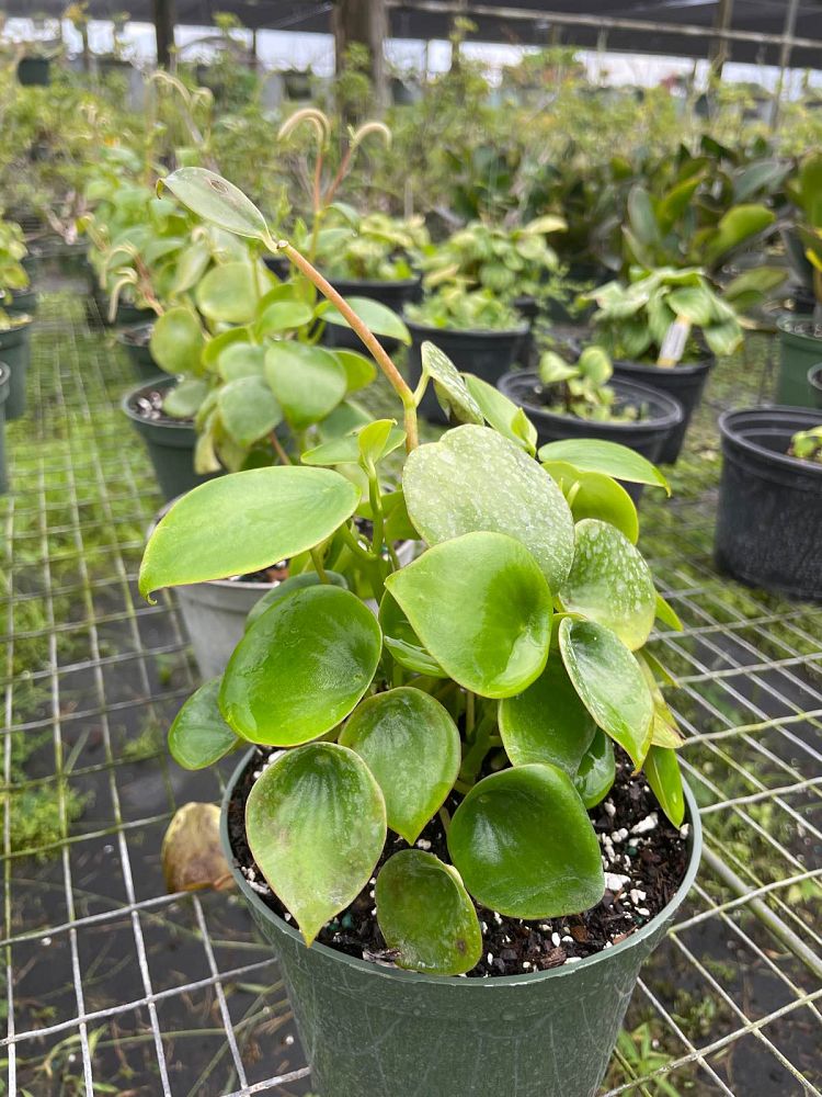 peperomia-polybotrya-coin-leaf-peperomia-raindrop-peperomia