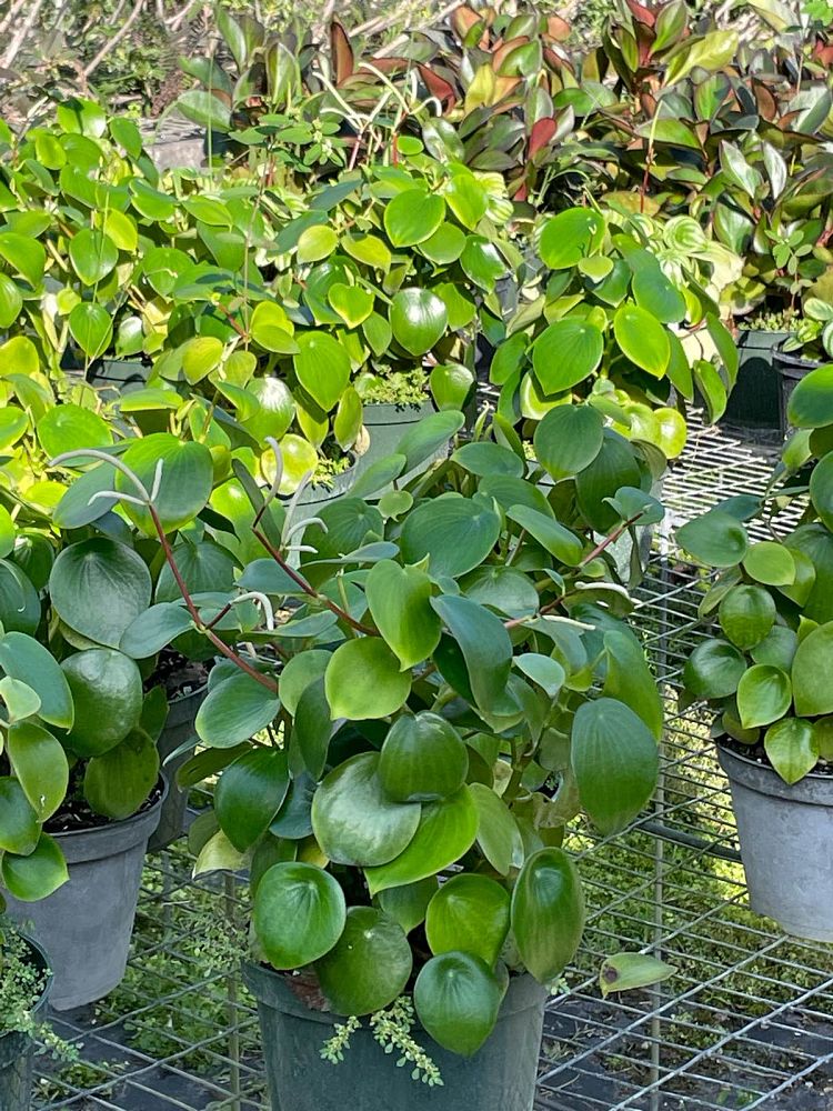 peperomia-polybotrya-coin-leaf-peperomia-raindrop-peperomia