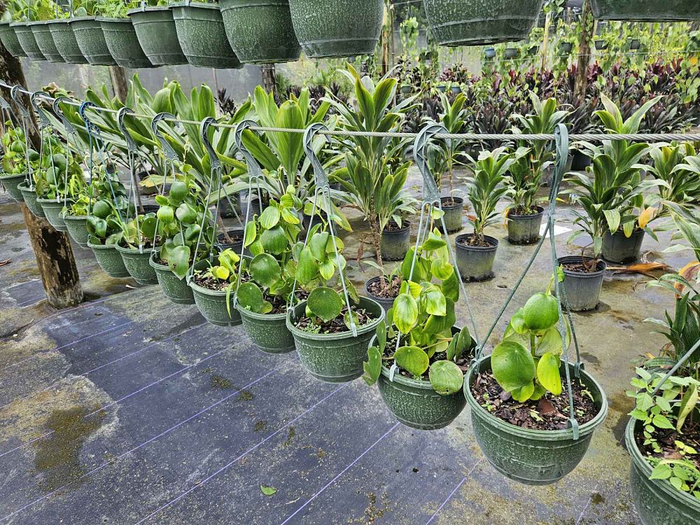 peperomia-polybotrya-coin-leaf-peperomia-raindrop-peperomia