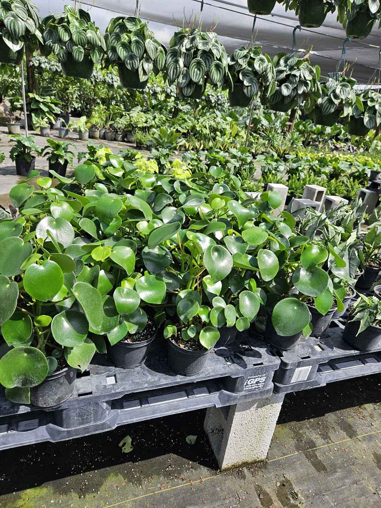 peperomia-polybotrya-coin-leaf-peperomia-raindrop-peperomia