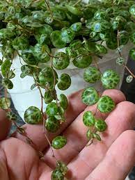 peperomia-prostrata-string-of-turtles