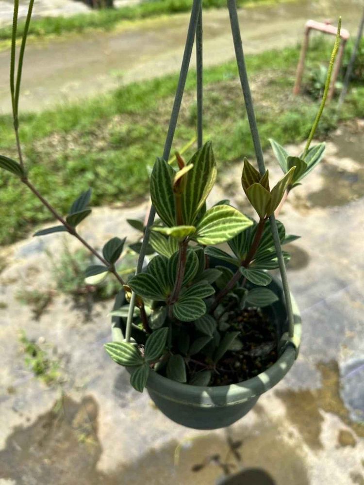 peperomia-puteolata-diamond-parallel-peperomia