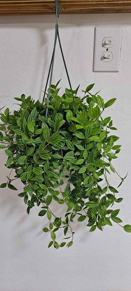 peperomia-puteolata-parallel-peperomia