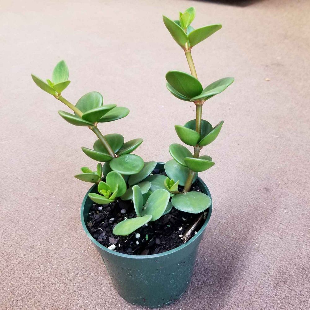 peperomia-rotundifolia-creeping-peperomia-round-peperomia-royal-velvet-plant-yerba-linda-creeping-buttons