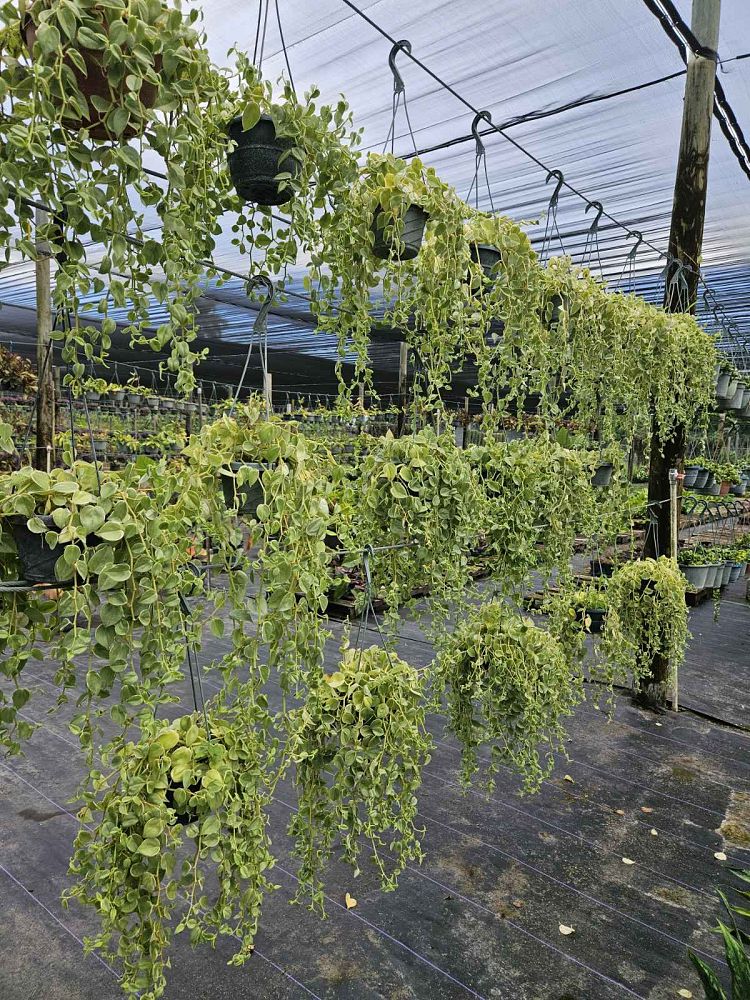 peperomia-scandens-variegata-peperomia-cupid