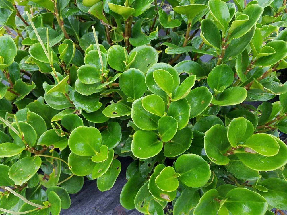 peperomia