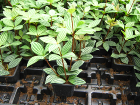 peperomia