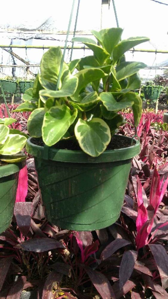 peperomia