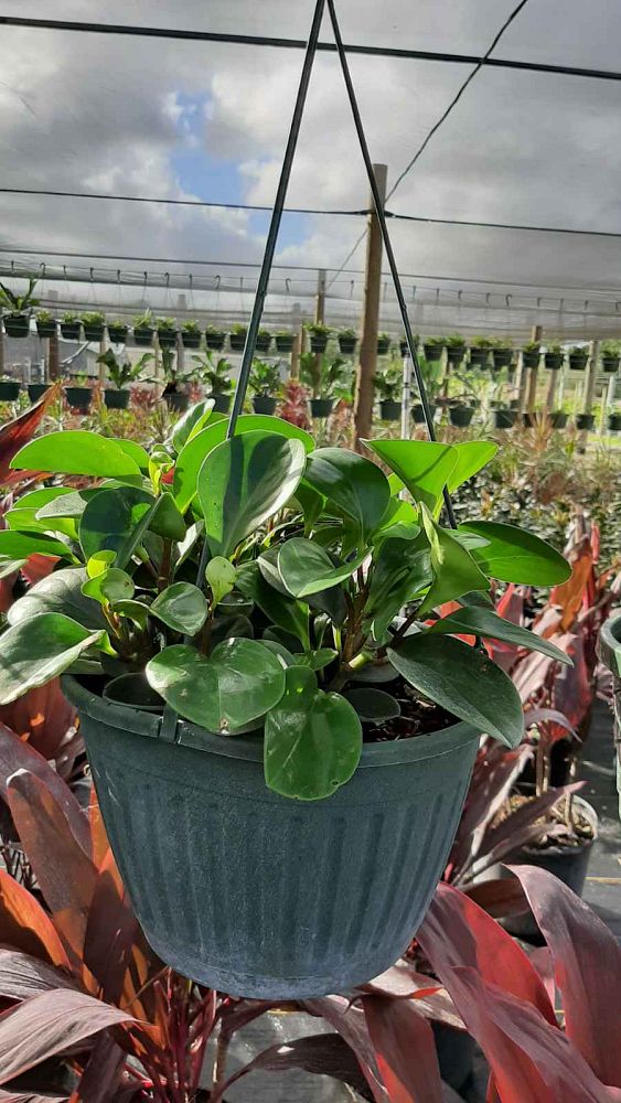 peperomia