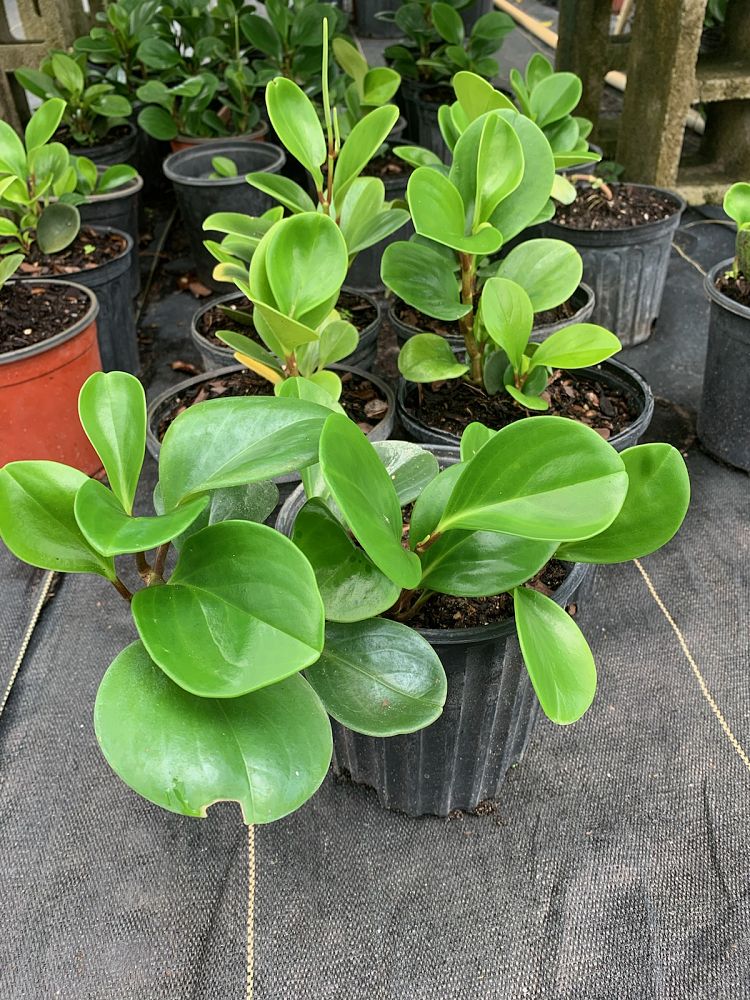 peperomia