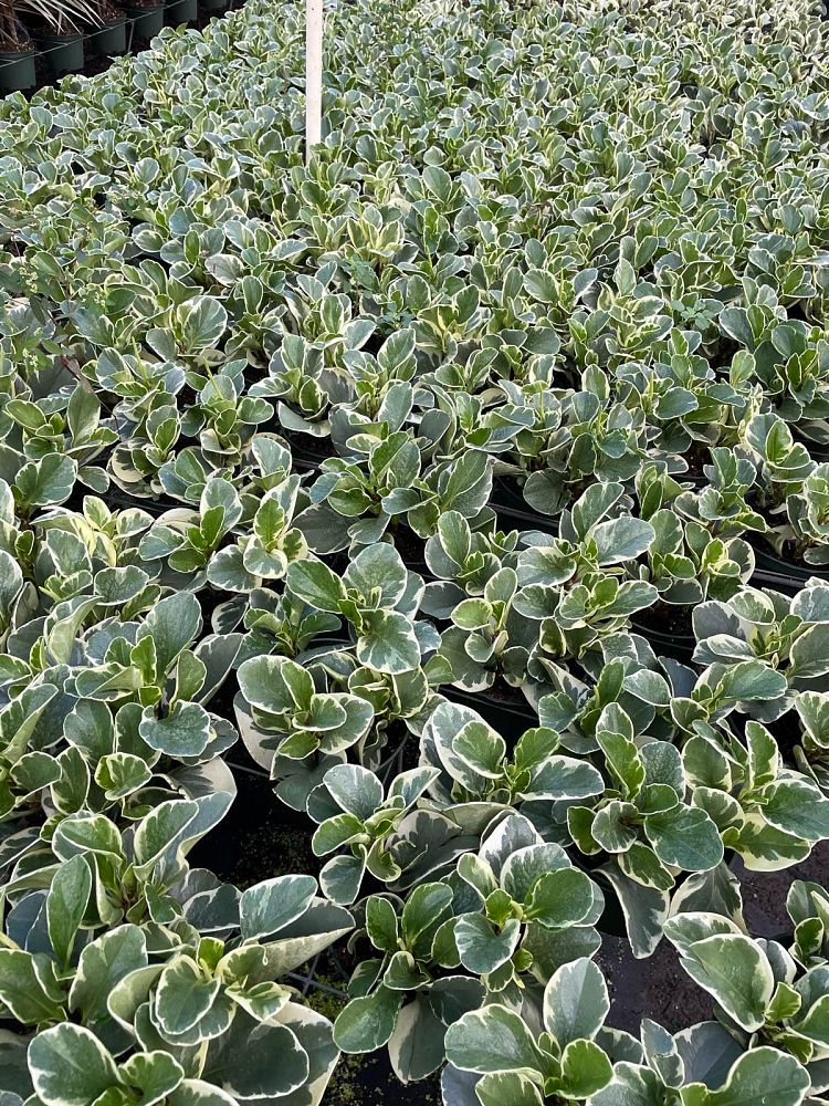 peperomia