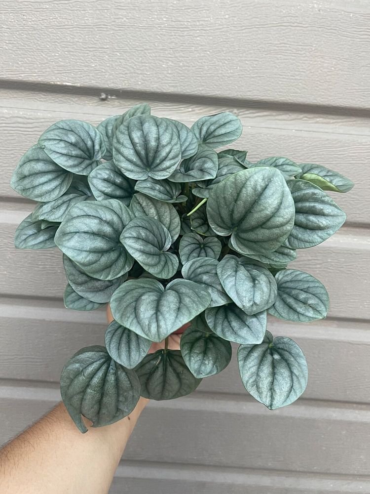 peperomia
