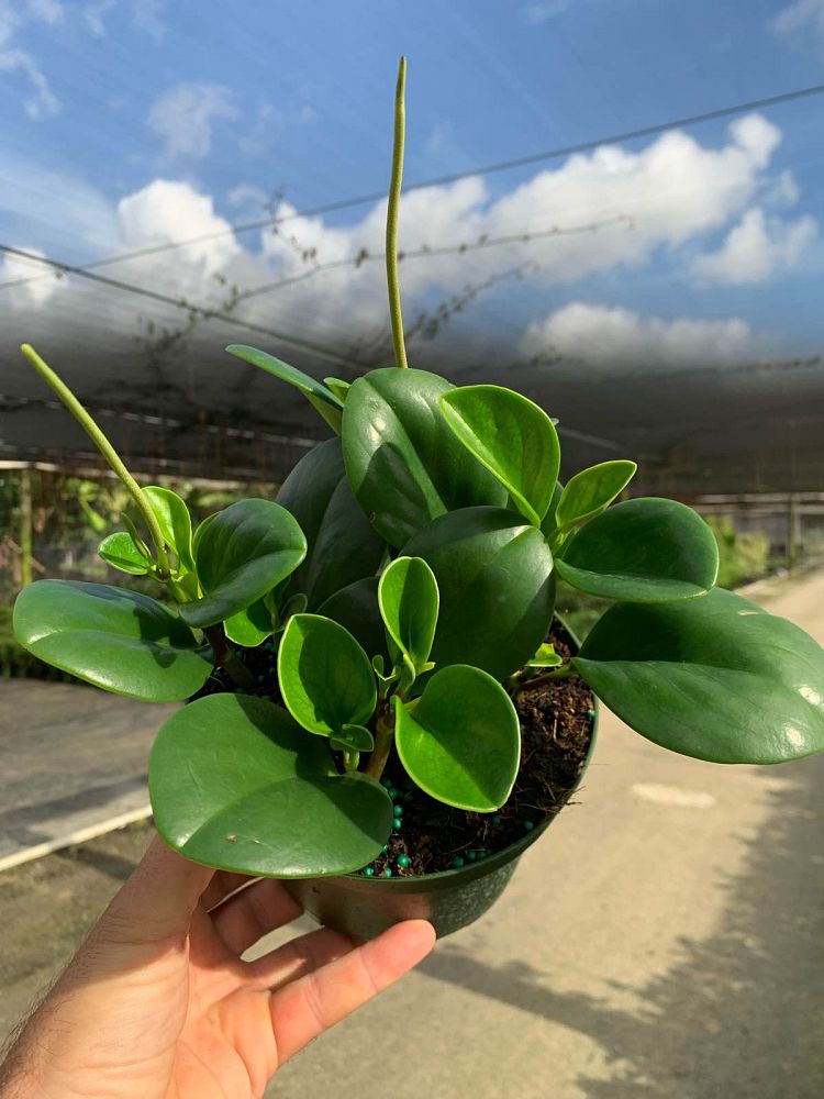 peperomia