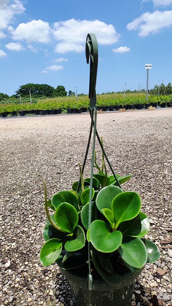 peperomia