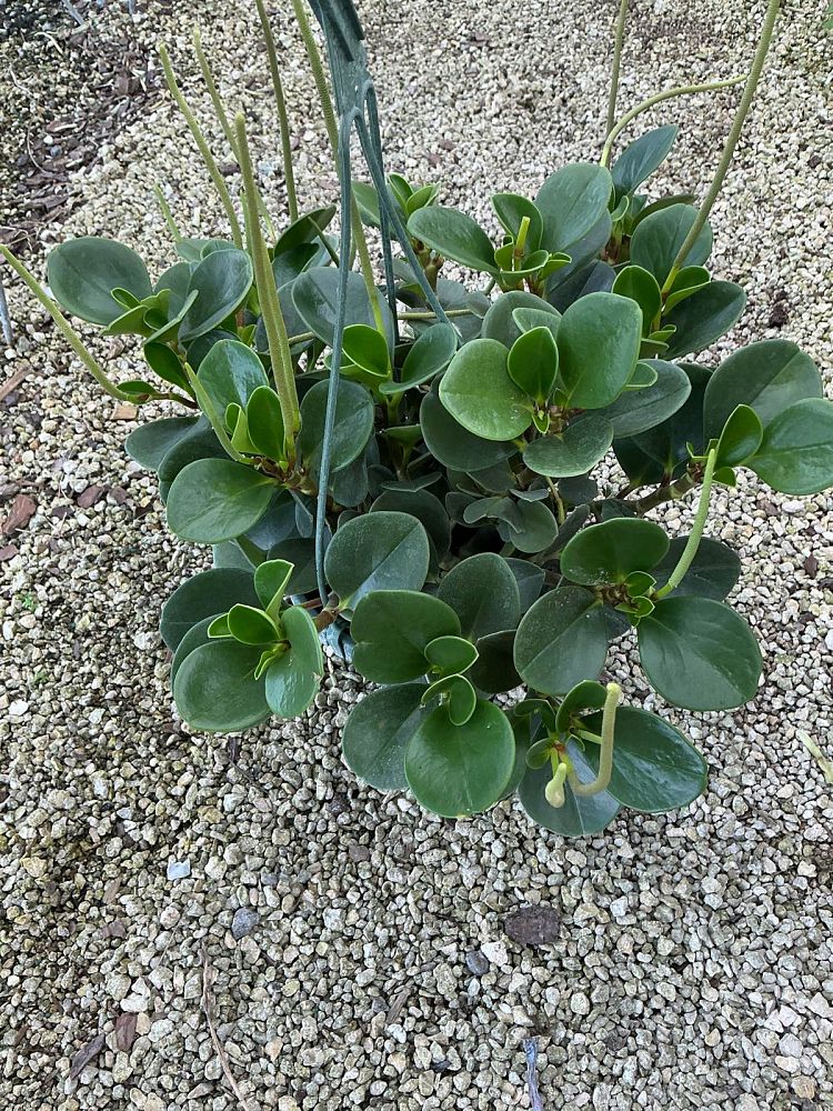 peperomia