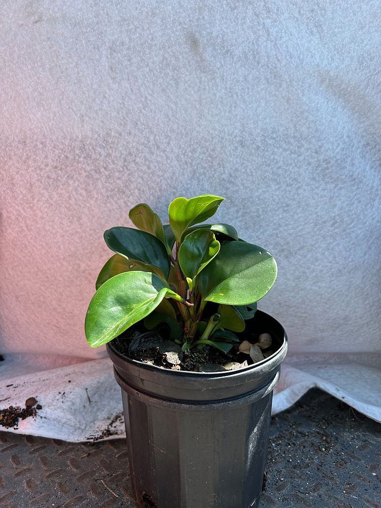 peperomia