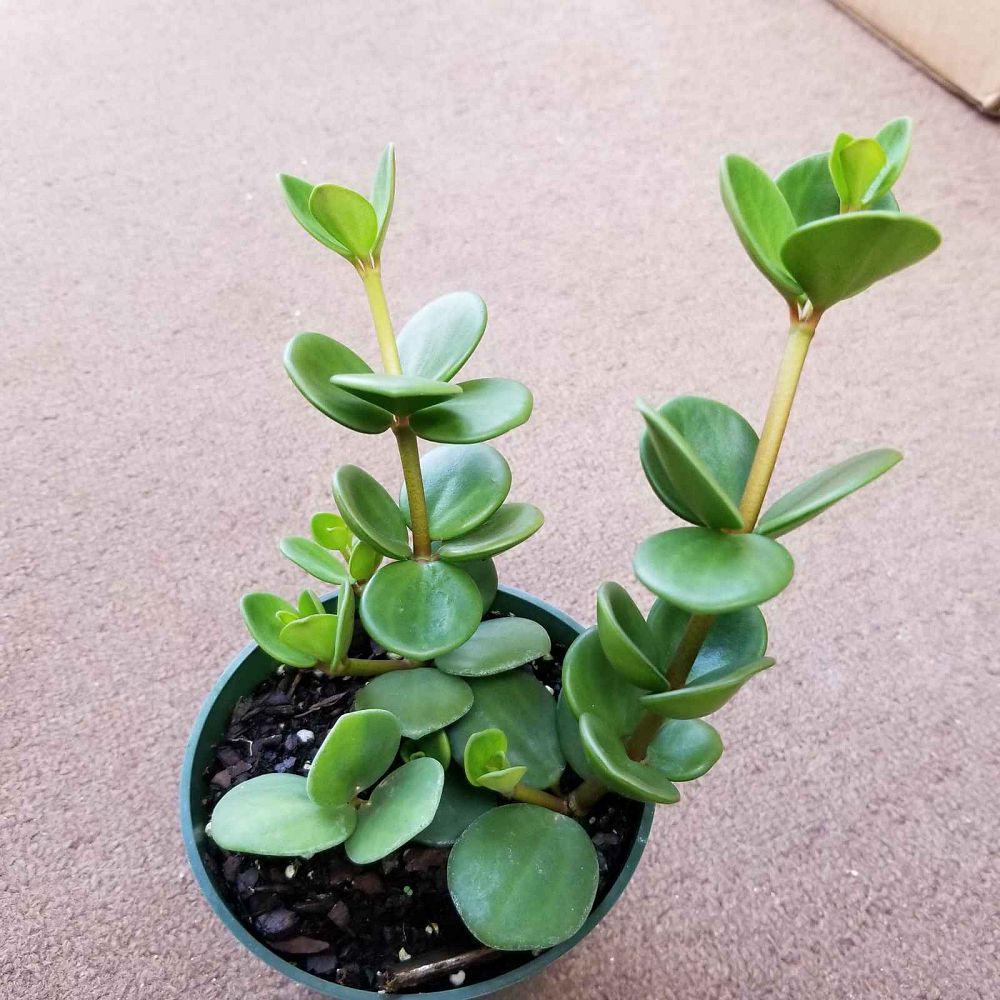 peperomia-tetraphylla-four-leaved-peperomia