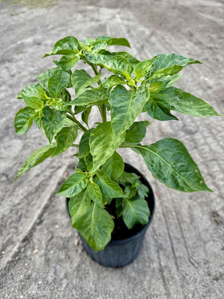 pepper-habanero-vegetable