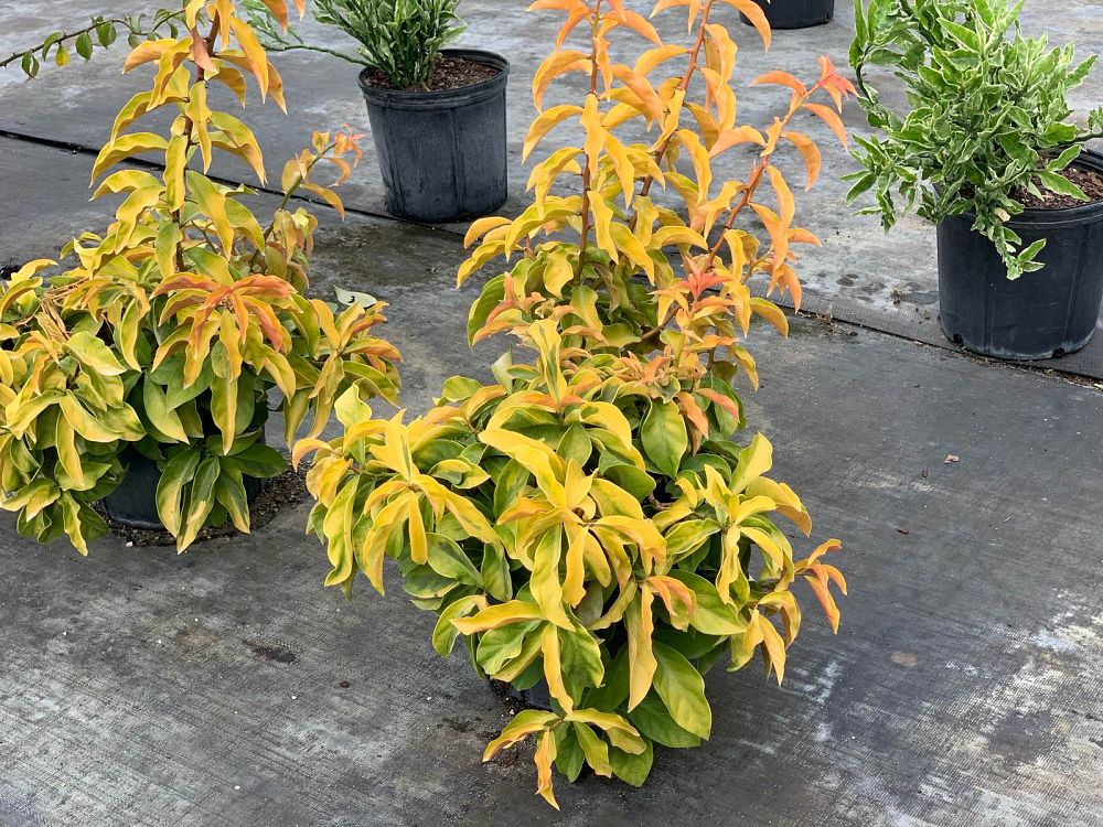 pereskia-aculeata-godseffiana