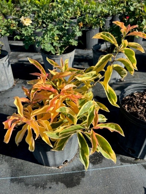 pereskia-aculeata-godseffiana