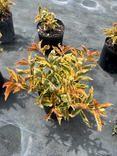 pereskia-aculeata-godseffiana