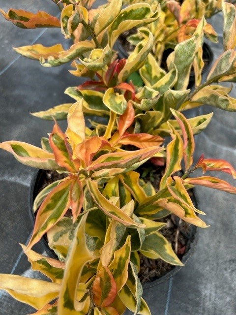 pereskia-aculeata-godseffiana