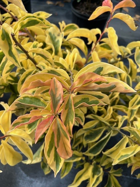 pereskia-aculeata-godseffiana