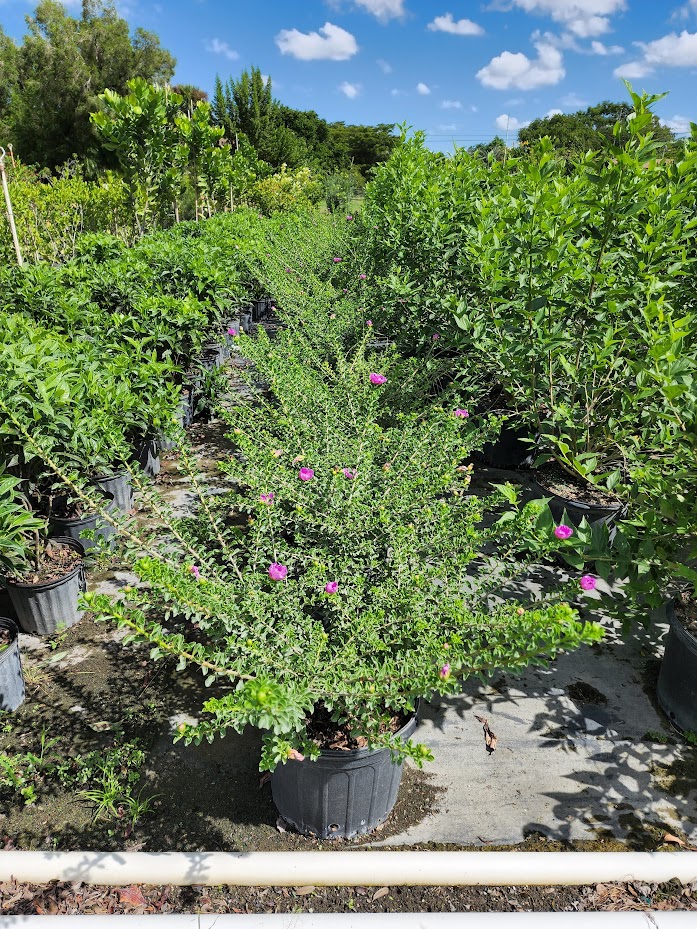pereskia-portulacifolia-camelia-roja