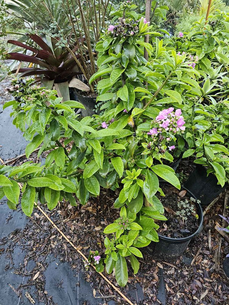pereskia-portulacifolia-camelia-roja