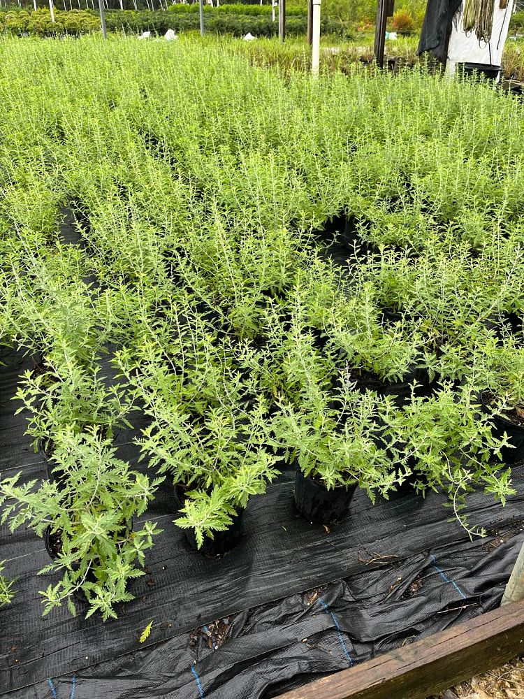 perovskia-abrotanoides-caspian-perovskia-russian-sage