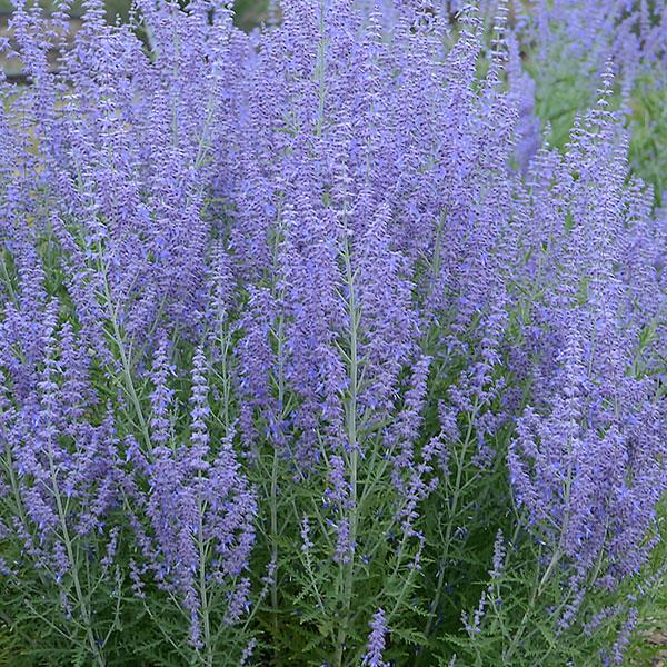 perovskia-atriplicifolia-blue-jean-baby-russian-sage