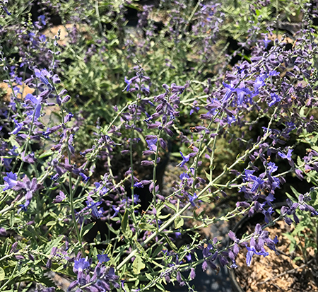 perovskia-atriplicifolia-crazyblue-russian-sage